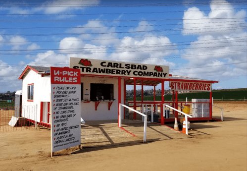 A small, white building with a red roof and sign reading "Carlsbad Strawberry Company" in a rural area.