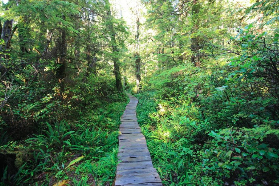 Ozette loop trail hotsell