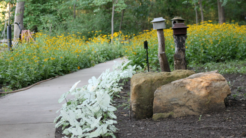 A garden path lined with white plants, leading through a field of yellow flowers and rustic birdhouses.