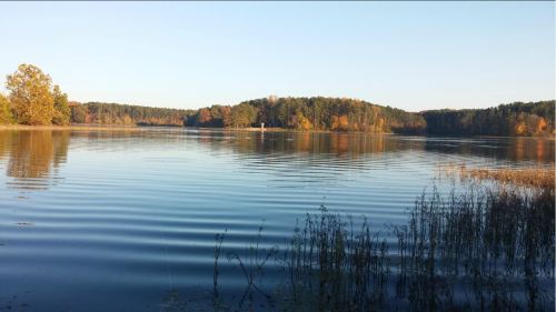 A serene lake surrounded by trees, reflecting the clear sky and gentle ripples on the water's surface.