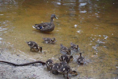 A mother duck and her ducklings wade in shallow water, with sandy banks and ripples in the background.