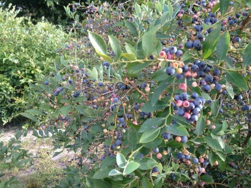 A close-up of a blueberry bush with clusters of ripe and unripe blueberries among green leaves.