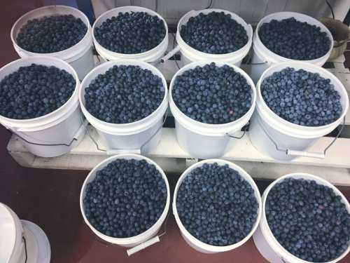 Twelve white buckets filled with fresh, plump blueberries arranged on a table.