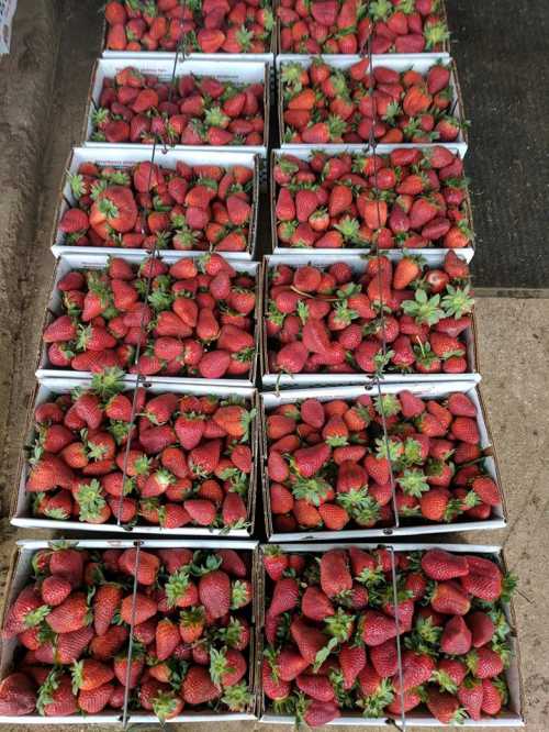 Freshly picked strawberries arranged in multiple boxes, showcasing their vibrant red color and green leaves.