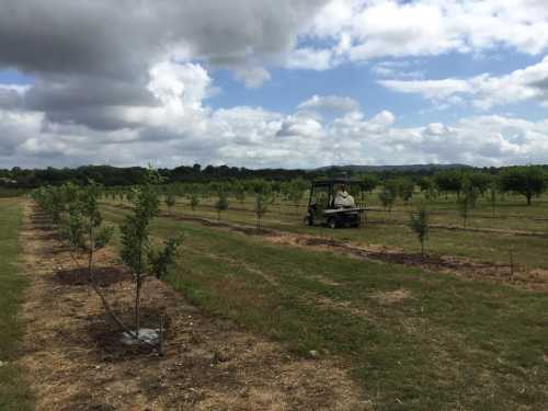 A person drives a golf cart through a tree orchard under a cloudy sky, with rows of young trees in the background.