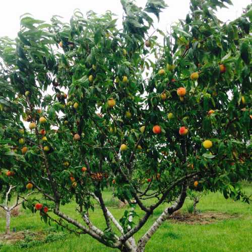 A fruit tree with green and ripe peaches, surrounded by lush green grass under a cloudy sky.