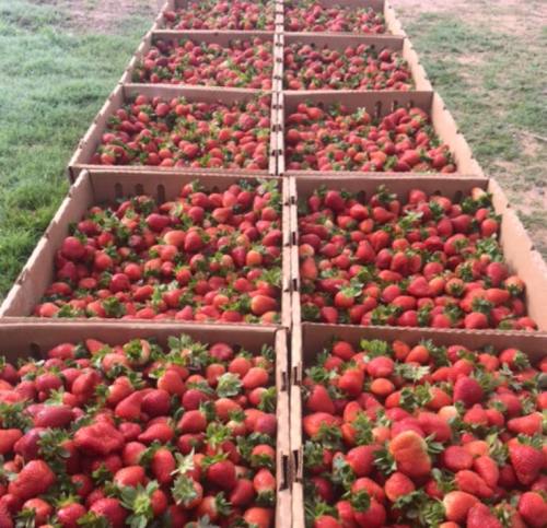 Rows of cardboard boxes filled with fresh, ripe strawberries on a grassy surface.