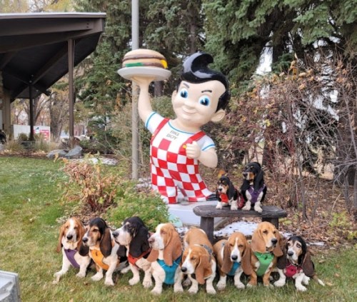 A vintage statue of a boy holding a burger stands beside a group of eight basset hounds in colorful vests.