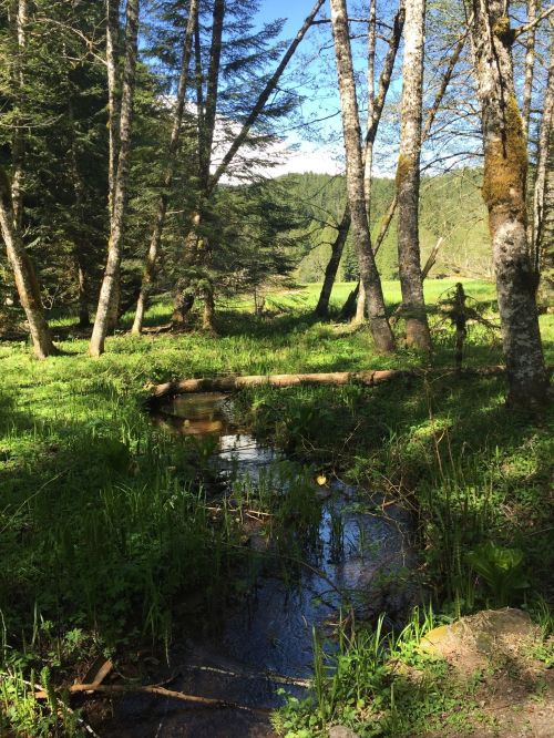 A serene forest scene with tall trees and a small stream flowing through lush green grass.