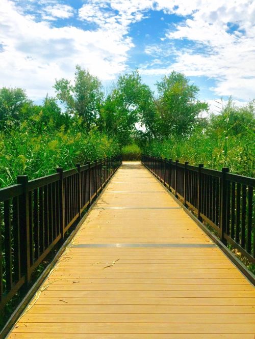 A wooden boardwalk leads through lush greenery under a bright blue sky with scattered clouds.