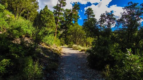 A scenic gravel path winds through lush greenery and tall trees under a bright blue sky with fluffy clouds.