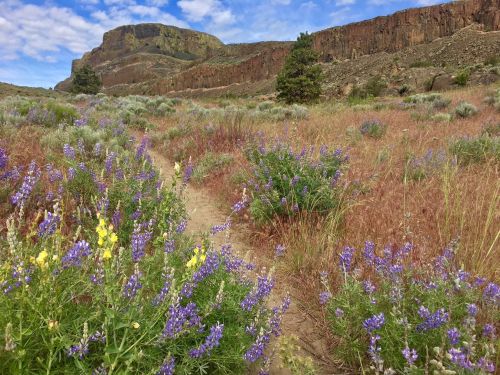 A scenic landscape featuring a dirt path surrounded by vibrant wildflowers and rocky cliffs under a blue sky.