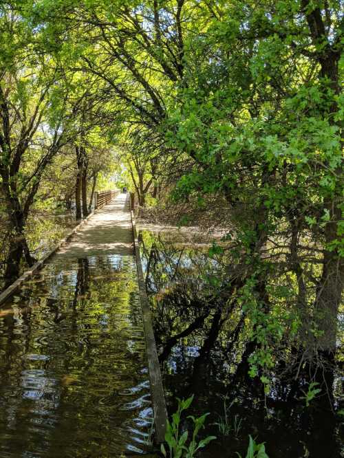 A wooden path leads through lush greenery, reflecting in calm water on either side, creating a serene natural scene.