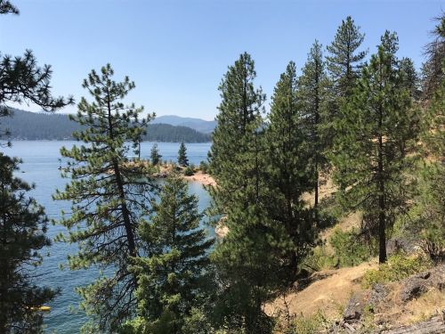 A serene lakeside view with tall pine trees and distant mountains under a clear blue sky.