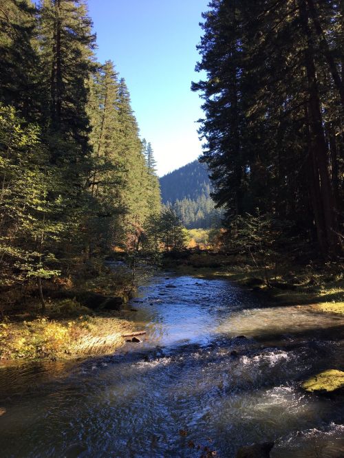 A serene forest scene with a clear stream flowing through tall trees and mountains in the background under a blue sky.