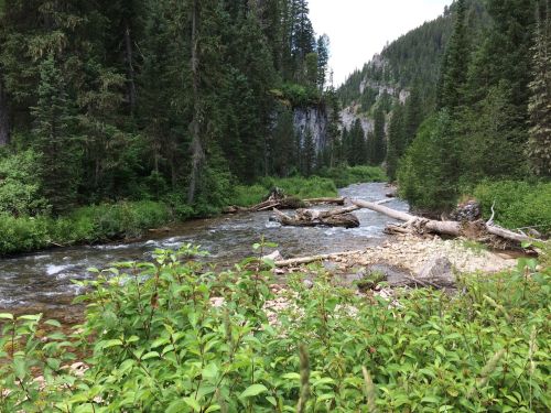 A serene river flows through a lush forest, surrounded by tall trees and rocky banks under a cloudy sky.