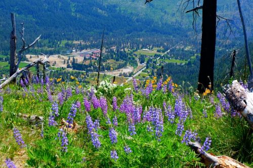 A vibrant field of purple lupines and wildflowers overlooks a valley and small town surrounded by mountains.