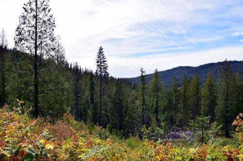 A scenic view of a forested landscape with tall trees and rolling hills under a blue sky with wispy clouds.