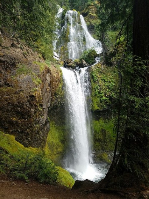 A cascading waterfall surrounded by lush green foliage and rocky terrain in a serene forest setting.
