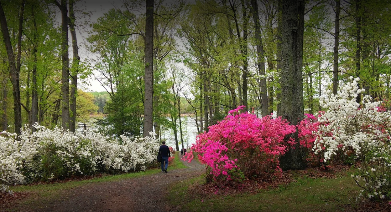 The Martha Stewart Blog : Blog Archive My Blooming Azalea Grove - The  Martha Stewart Blog, image size:1248x678