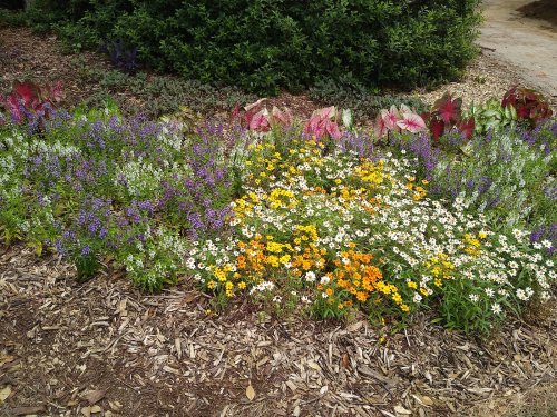 A vibrant flower bed featuring purple, yellow, and white blooms surrounded by lush green foliage and mulch.