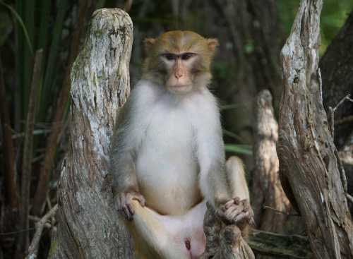 A monkey sitting on a tree stump in a natural setting, surrounded by greenery.