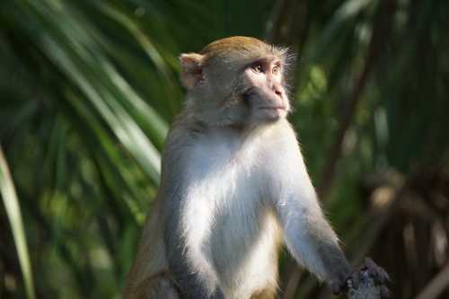 A close-up of a monkey sitting on a branch, surrounded by lush green foliage.