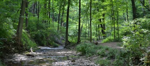Lush green forest with tall trees and a rocky creek bed, creating a serene natural landscape.
