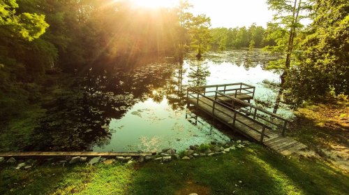 A serene pond at sunset, with a wooden dock and lush greenery surrounding the water. Sunlight reflects on the surface.