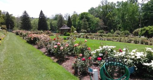 A lush garden filled with colorful rose bushes, a gazebo in the background, and green trees under a clear blue sky.
