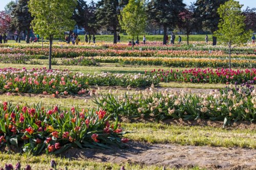 A vibrant field of blooming tulips in various colors, with people walking among the flowers and trees in the background.