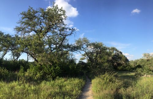 A winding dirt path through lush greenery and trees under a clear blue sky.