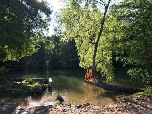 A serene river scene with lush green trees and a wooden dock by the water's edge, reflecting sunlight.