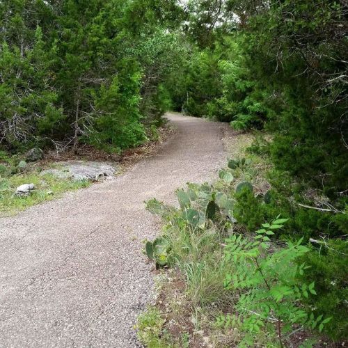 A winding gravel path surrounded by lush greenery and cacti, leading into a dense forest.