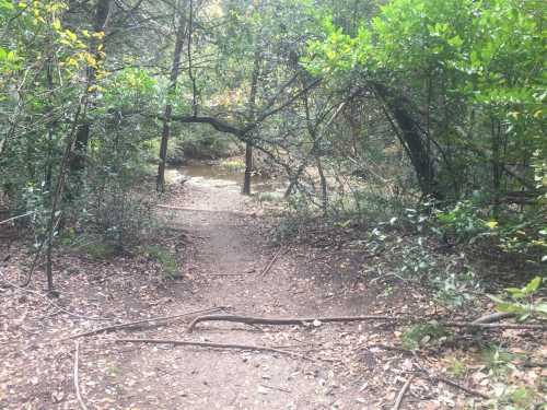 A narrow dirt path leads through lush greenery to a small creek in a wooded area.