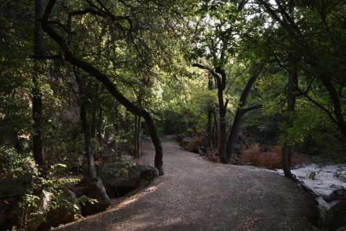 A winding dirt path through a lush, green forest with sunlight filtering through the trees.