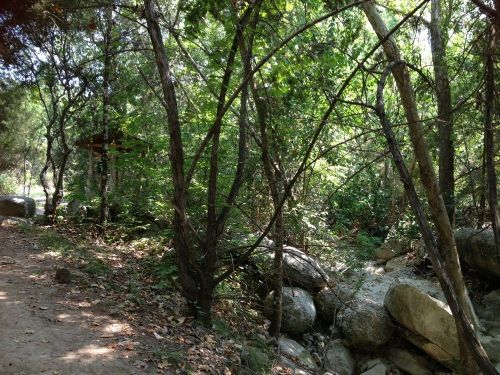 A lush forest scene with trees, rocks, and a small stream, creating a serene natural environment.