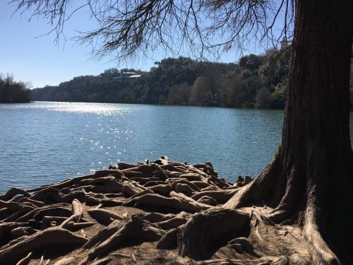 A serene lake scene with a tree and exposed roots, sparkling water, and distant hills under a clear blue sky.