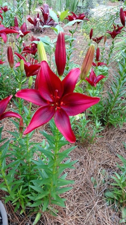 A vibrant red lily flower stands out among green leaves and buds in a garden setting.