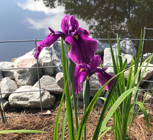 Purple irises bloom beside a calm pond, with rocks and greenery in the background.