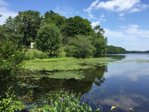 A serene lake surrounded by lush greenery and trees, with lily pads floating on the water's surface under a blue sky.