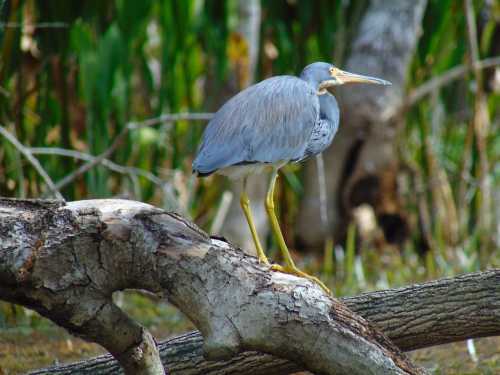 A blue heron stands on a log near water, surrounded by greenery and trees in a natural setting.