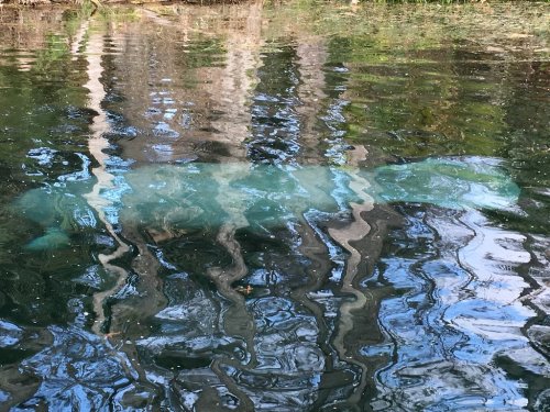 A manatee partially submerged in water, surrounded by reflections of trees and a clear blue sky.
