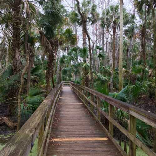 A wooden boardwalk winding through a lush, green swamp filled with palm trees and dense vegetation.