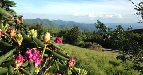 A scenic view of rolling mountains with blooming pink rhododendrons in the foreground under a clear blue sky.