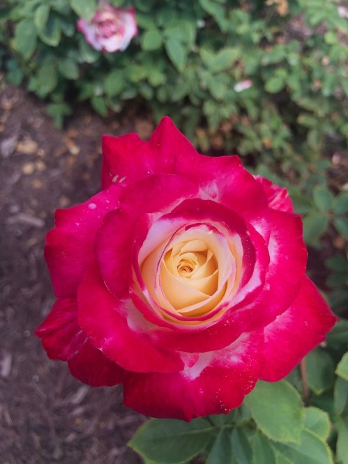 A vibrant red and yellow rose in full bloom, surrounded by green foliage.