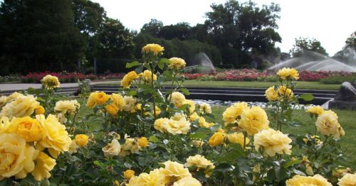 A vibrant garden filled with blooming yellow roses, with fountains and colorful flowers in the background.
