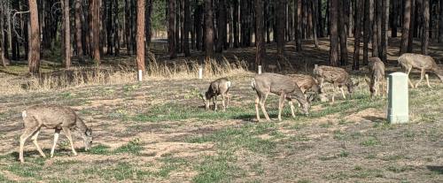 A group of deer grazing in a forested area with tall trees in the background.