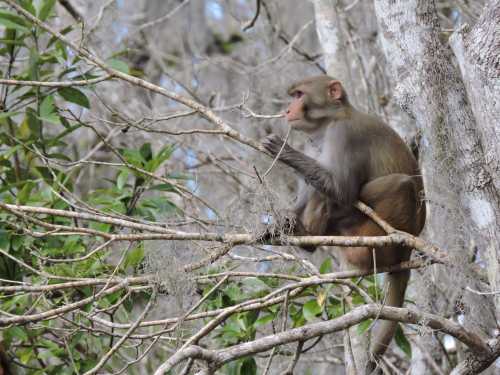 A monkey sitting on a branch among trees, surrounded by green leaves and Spanish moss.