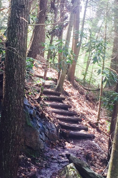 A forest trail with wooden steps leading up through trees and foliage, dappled sunlight filtering through the leaves.